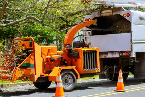 Reliable Chula Vista, CA Tree Removal and Landscaping Services Solutions